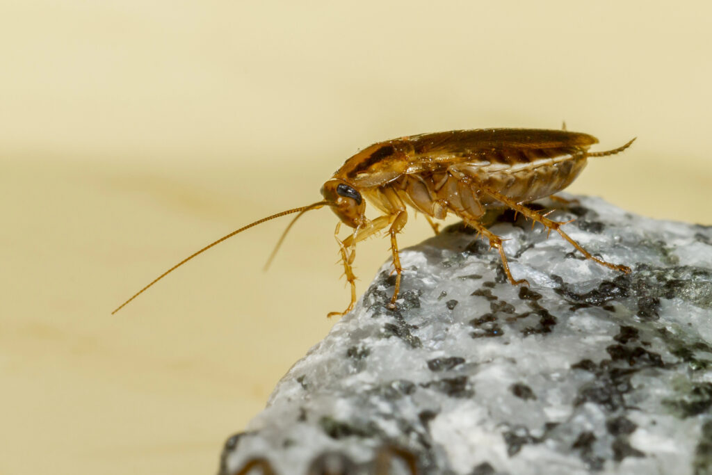 roach resting on top of rock - needs roach treatment and pest control