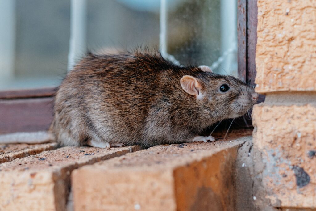 rodent control and treatment brown county